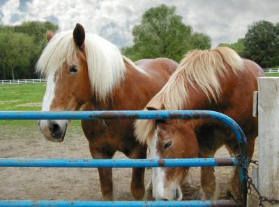 Lined Up Early for Chow