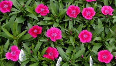 Dianthus