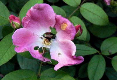 Wild Rose with Beetle