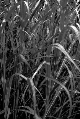 Zebra Grass