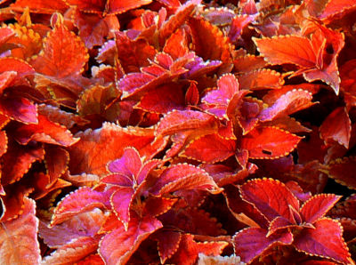 Coleus at Sunset