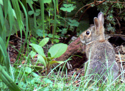 Backyard Bunny