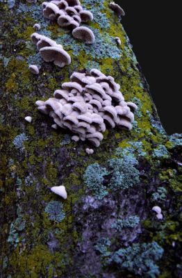 Lichens and Shrooms