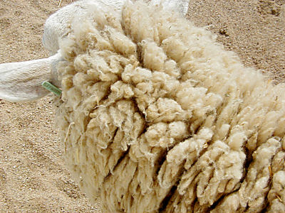 Really Raw Wool