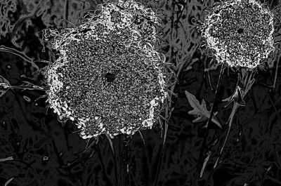 Queen Annes Lace Aglow