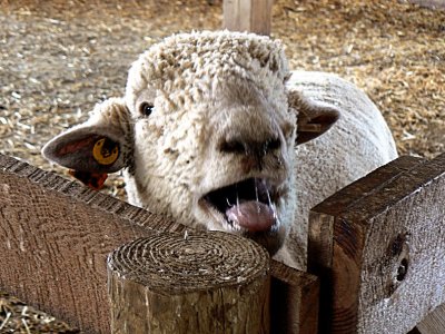 Lamb Not So Quiet