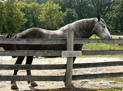 A VERY  Big Horse