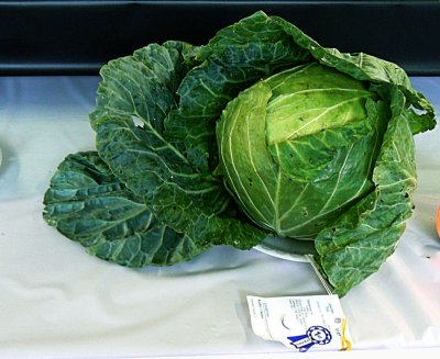 Best Cabbage in the County