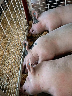 Piggies Three