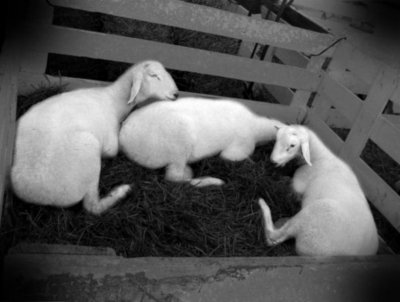 Lambs at Auction