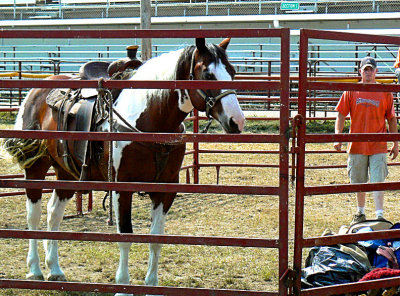 Rodeo Cowboy and Horse