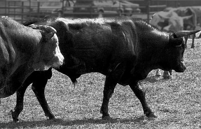 Big Bad Rodeo Bulls