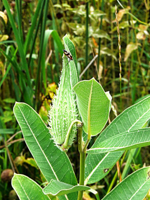 Milkweed Pod