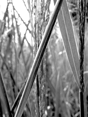 Prairie Abstract in Black and White