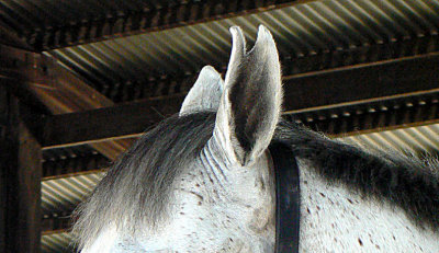 Horsey Ears