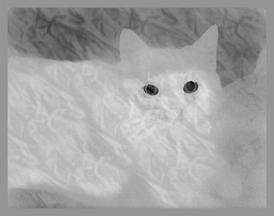 Ghostly Cat