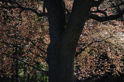 _DSC1743.JPG