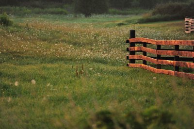 _DSC2116.JPG