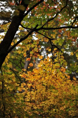 _DSC4046.JPG