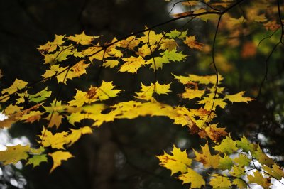 _DSC4051.JPG