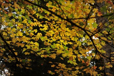 _DSC4081.JPG