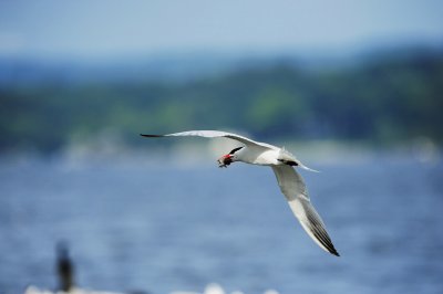 _DSC582420120624_085820.JPG