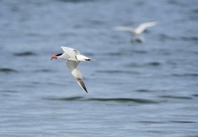 _DSC583720120624_090220.JPG
