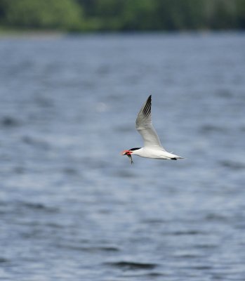 _DSC583920120624_090426.JPG