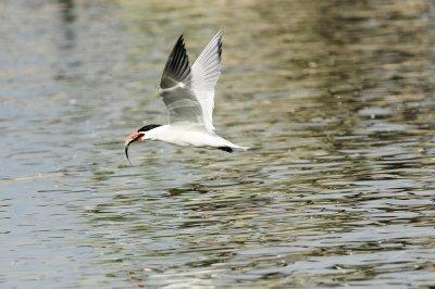 _DSC584920120624_091010.JPG