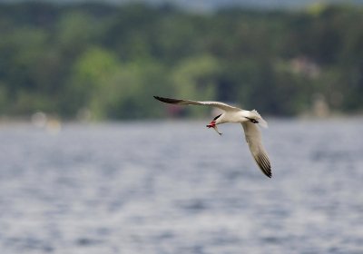 _DSC587020120624_091812.JPG
