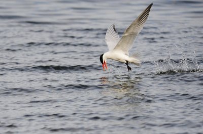 _DSC588420120624_092410.JPG