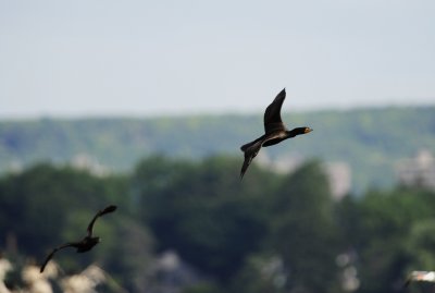 _DSC592920120624_093735.JPG