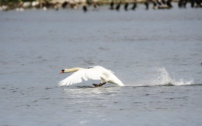 bird