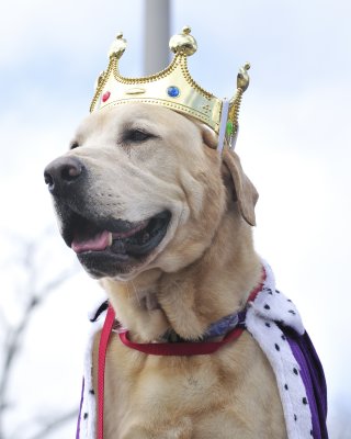 2011 Lafayette, LA Krewe des Chiens Parade