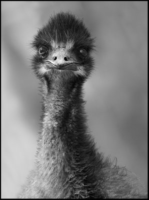 Emu