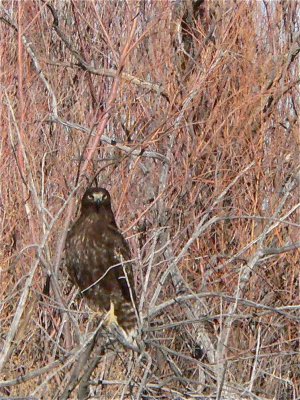 Harlans Red-tailed Hawk
Bosque del Apache NM