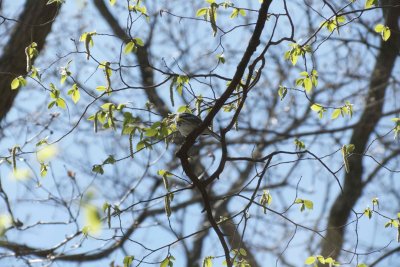 Yellow-rumped Warbler