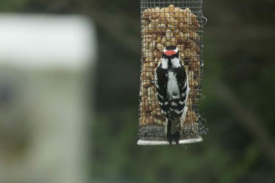 Downy Woodpecker
NB: no black in red