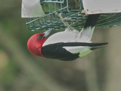 Red-headed Woodpecker
BBA Block 529