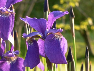 Iris