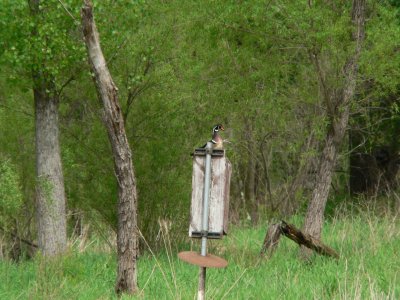 Wood Duck
BBA Block