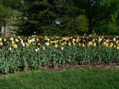 Flower Bed
U Iowa