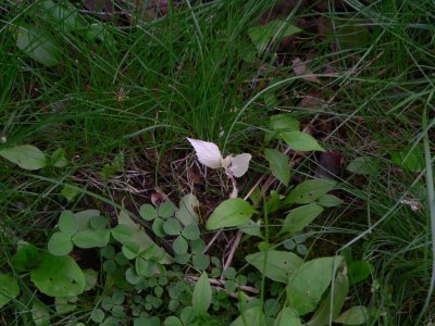 Albino Plant