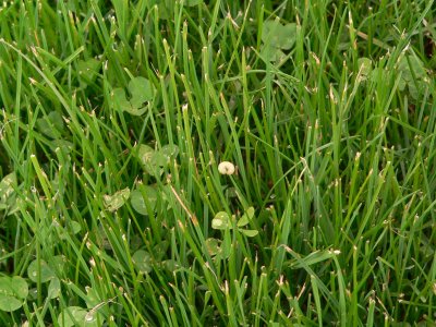 larva in Grass
