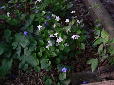 Violets