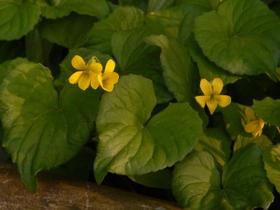 Violets