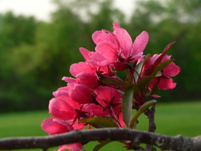 Plum