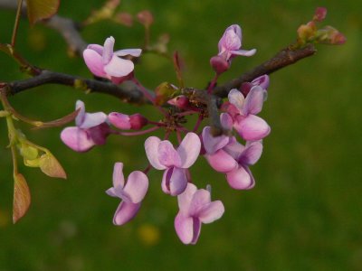 Redbud
