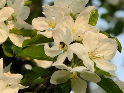 Apple Blossoms