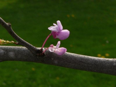Redbud